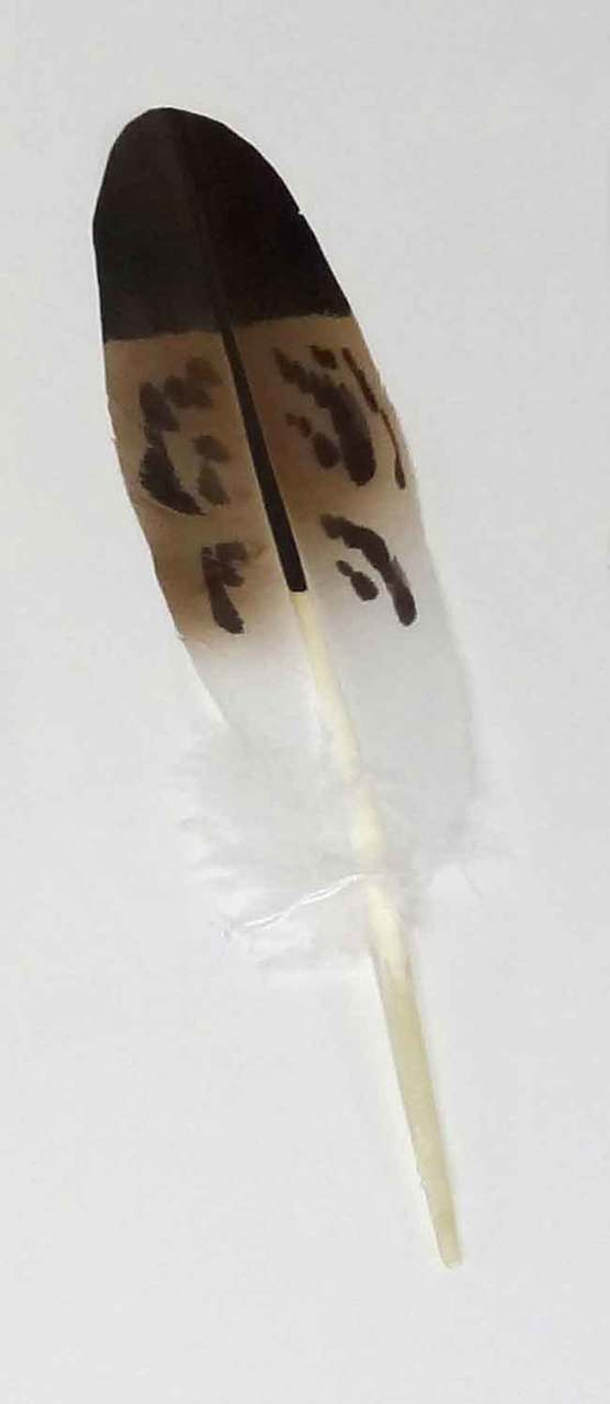 Imitation Semi Mature Golden Eagle Feather