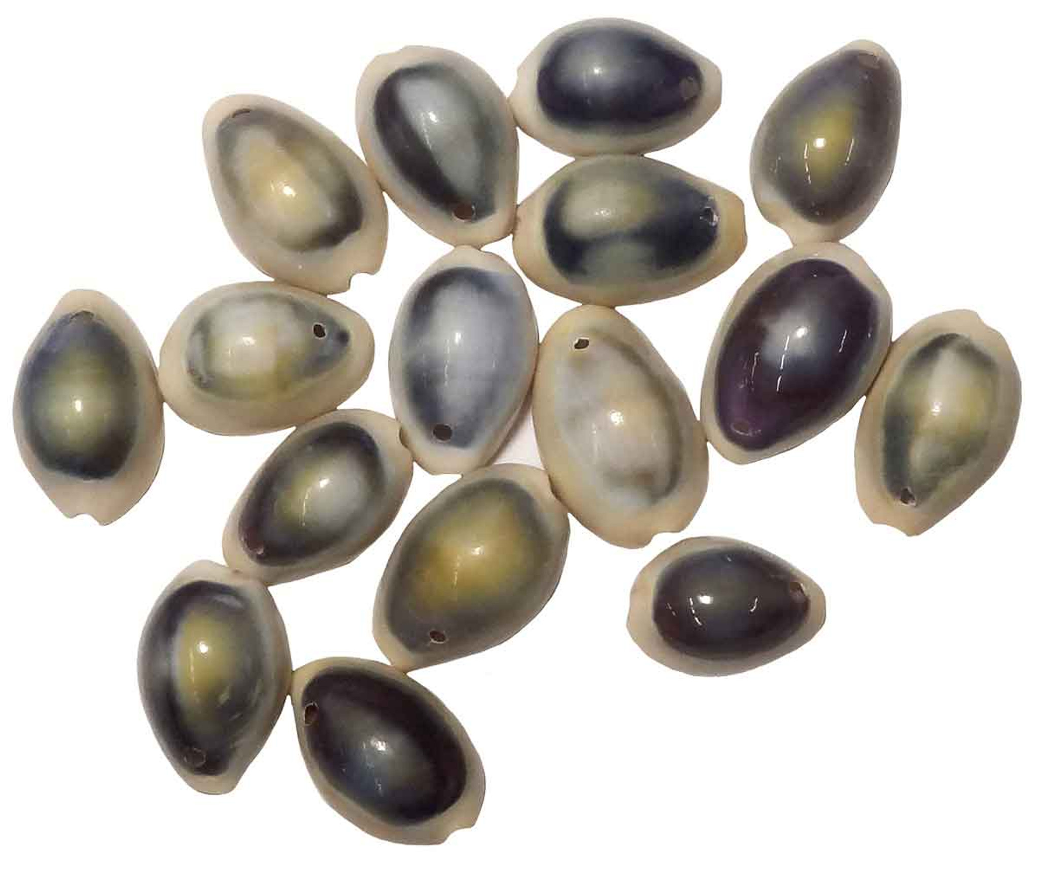 Purple Top Cowrie Shell