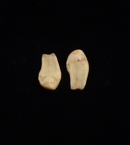 Elk Teeth (pair) (#9) - View 1