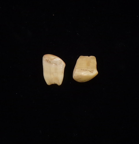 Elk Teeth (pair) (#10) - View 1