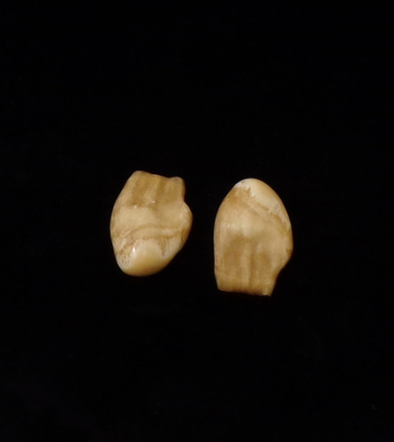 Elk Teeth (pair) (#26)