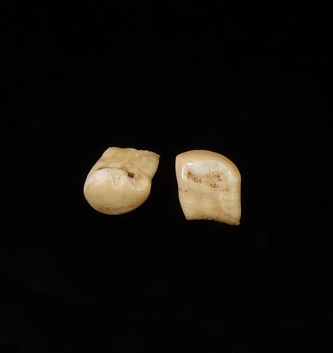 Elk Teeth (pair) (#27)