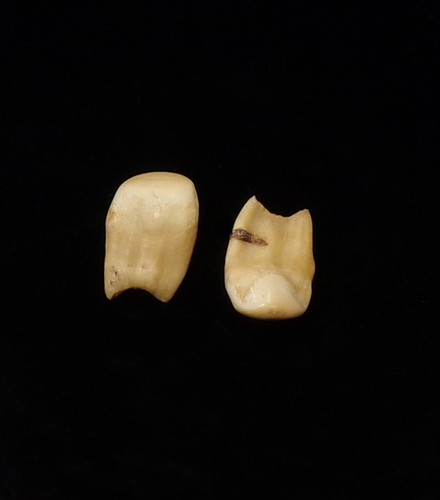 Elk Teeth (pair) (#28)