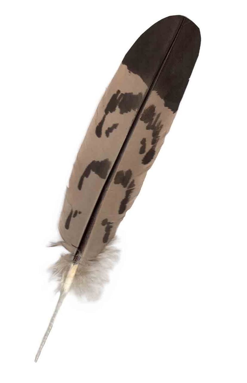 Imitation Eagle Feathers, Hand Painted eagle feathers