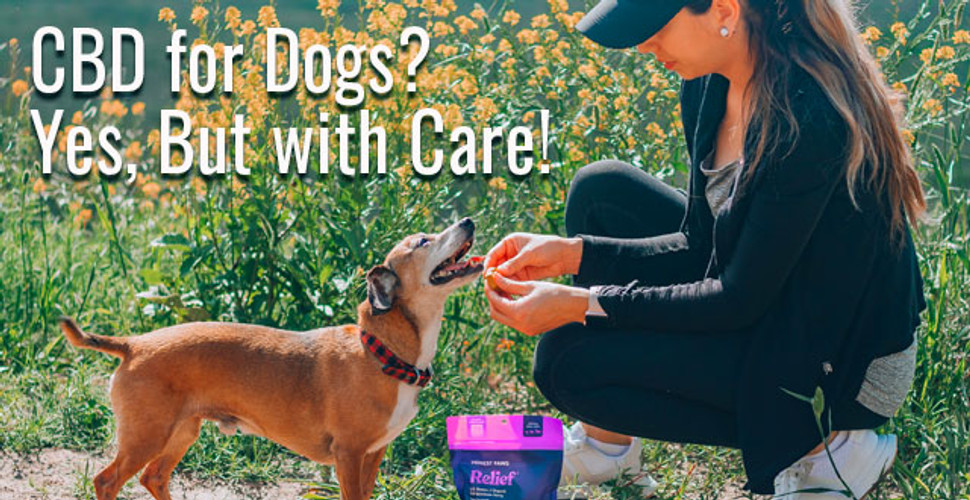 CBD for Dogs? Yes, But with Care!