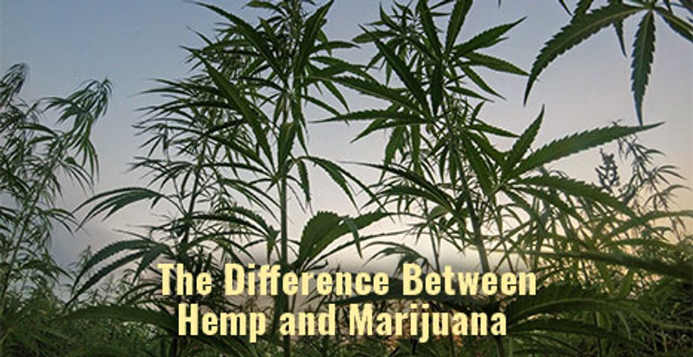 The Difference Between Hemp and Marijuana