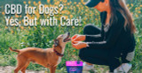 CBD for Dogs? Yes, But with Care!