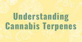 Understanding Cannabis Terpenes