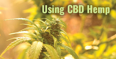 Using CBD Hemp