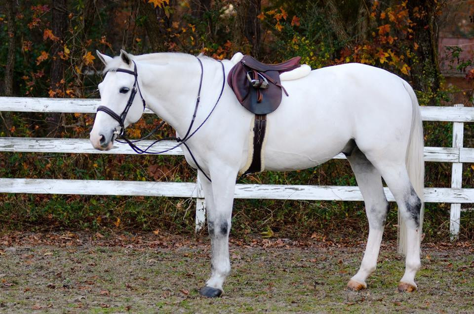 Tack + Leather Goods