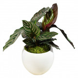 potted Calathea Sanderiana