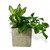 Golden Pothos planted arrangement in a pot