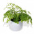 Maidenhair Fern in a white pot Maidenhair Fern in a white pot
