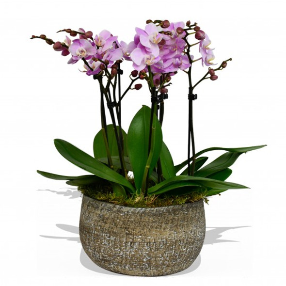 potted pink Phalaenopsis orchid arrangement