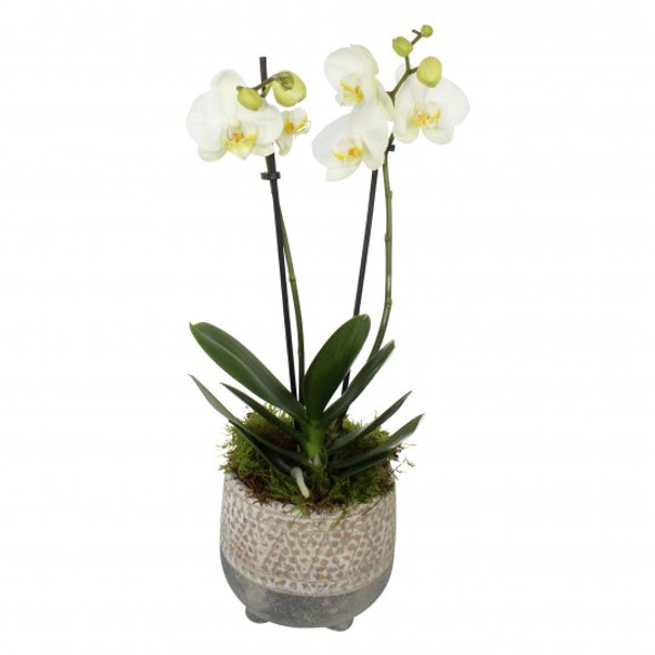 double stemmed white orchid in a pot