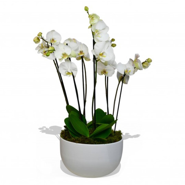 White Phalaenopsis orchids in a white pot