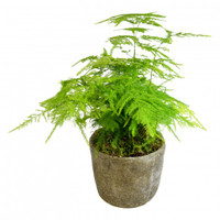 potted Asparagus Fern