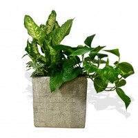 Golden Pothos planted arrangement in a pot