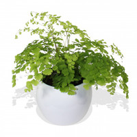 Maidenhair Fern in a white pot