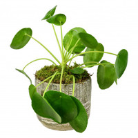 Money Plant