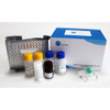 Human TGM3(Transglutaminase 3, Epidermal) ELISA Kit