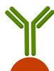 Patched Antibody