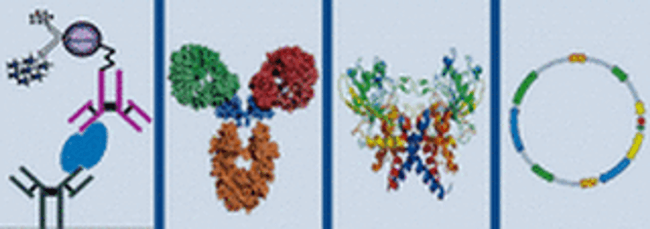 Anti-gamma catenin antibody