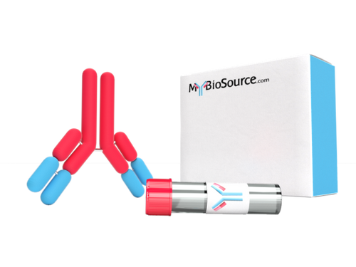 FITC-Linked Monoclonal Antibody to Clusterin (CLU)