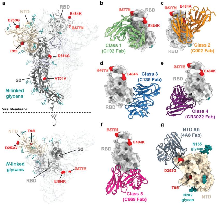 Variants in Antigens detected by Panbio