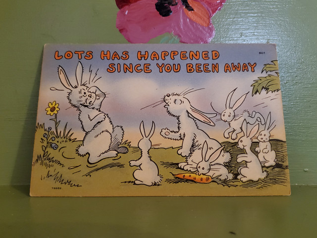 Lots has happened since you've been away baby bunny rabbits postcard