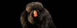 Monkey Business in Brazil: 3 Weeks, 6 Flights, and 20 Locations