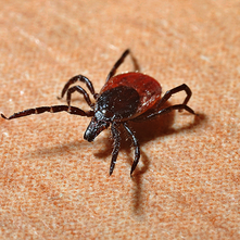 ​Glutathione and Lyme Disease: Understanding the Connection