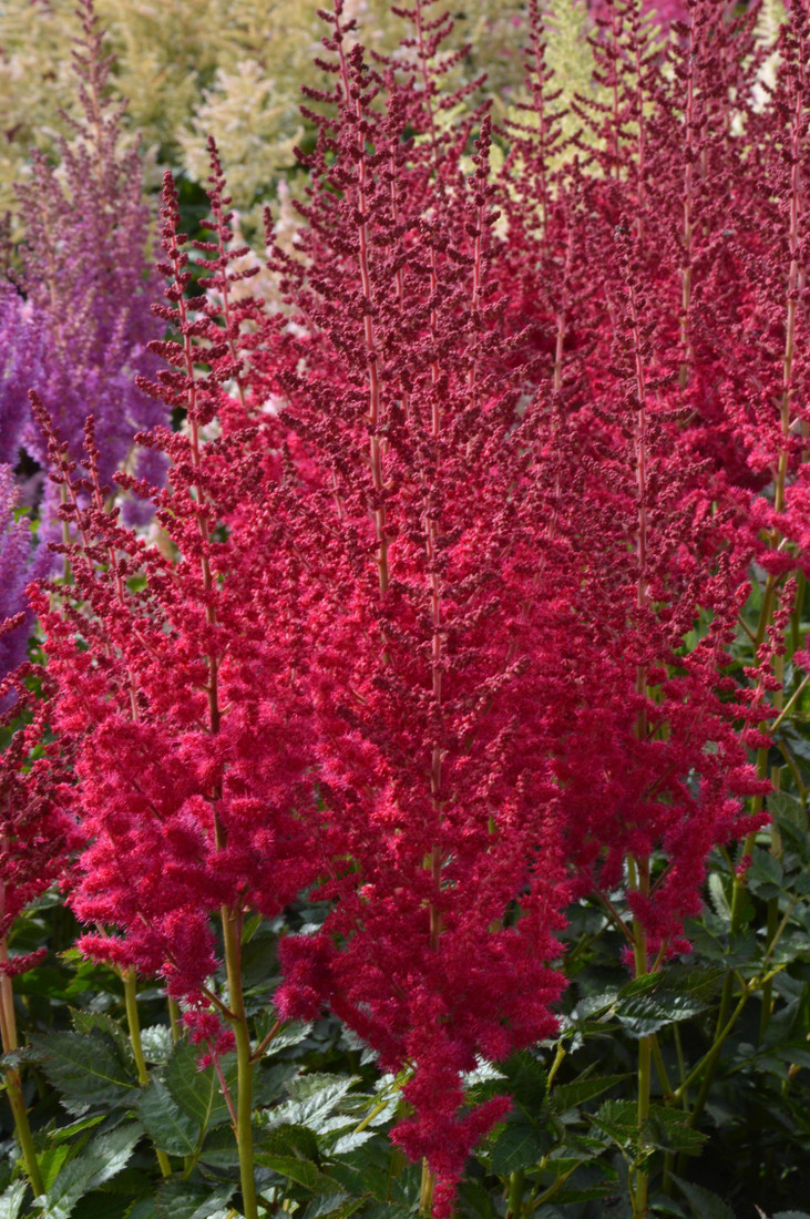 Astilbe chinensis 'Hot Pearls®'