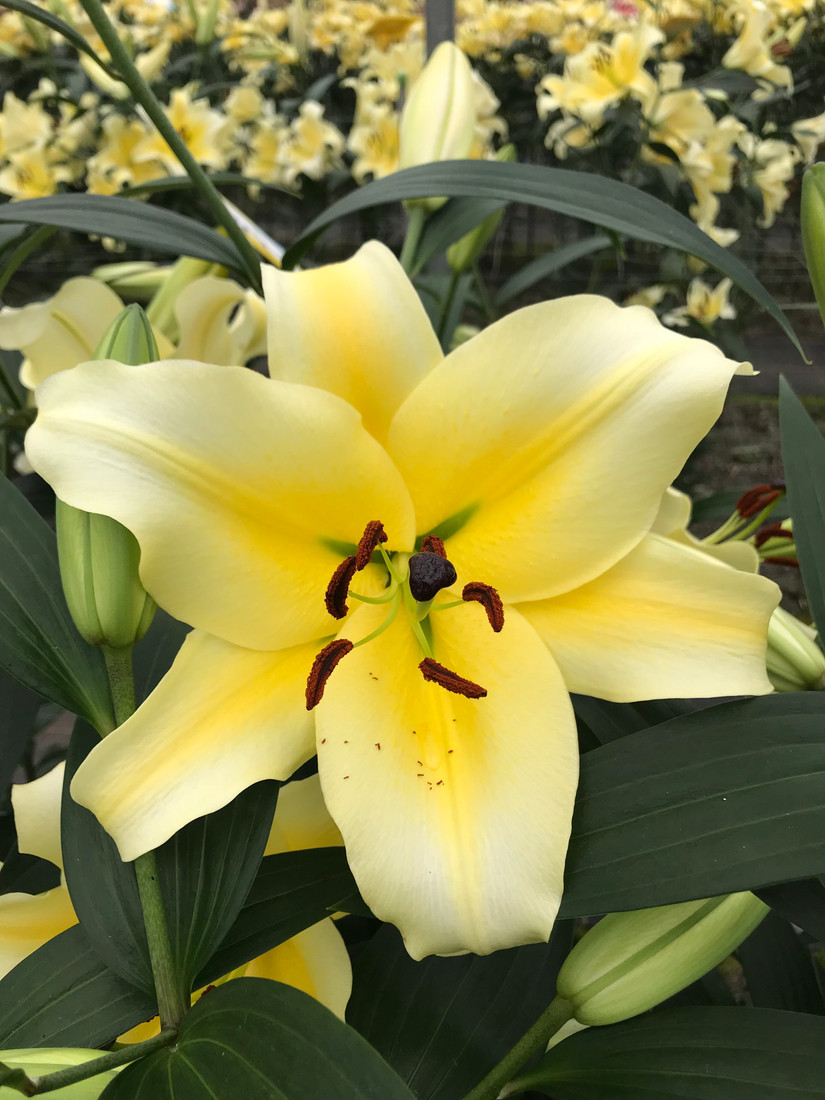 Lily OT Hybrid 'Conca d'Or'