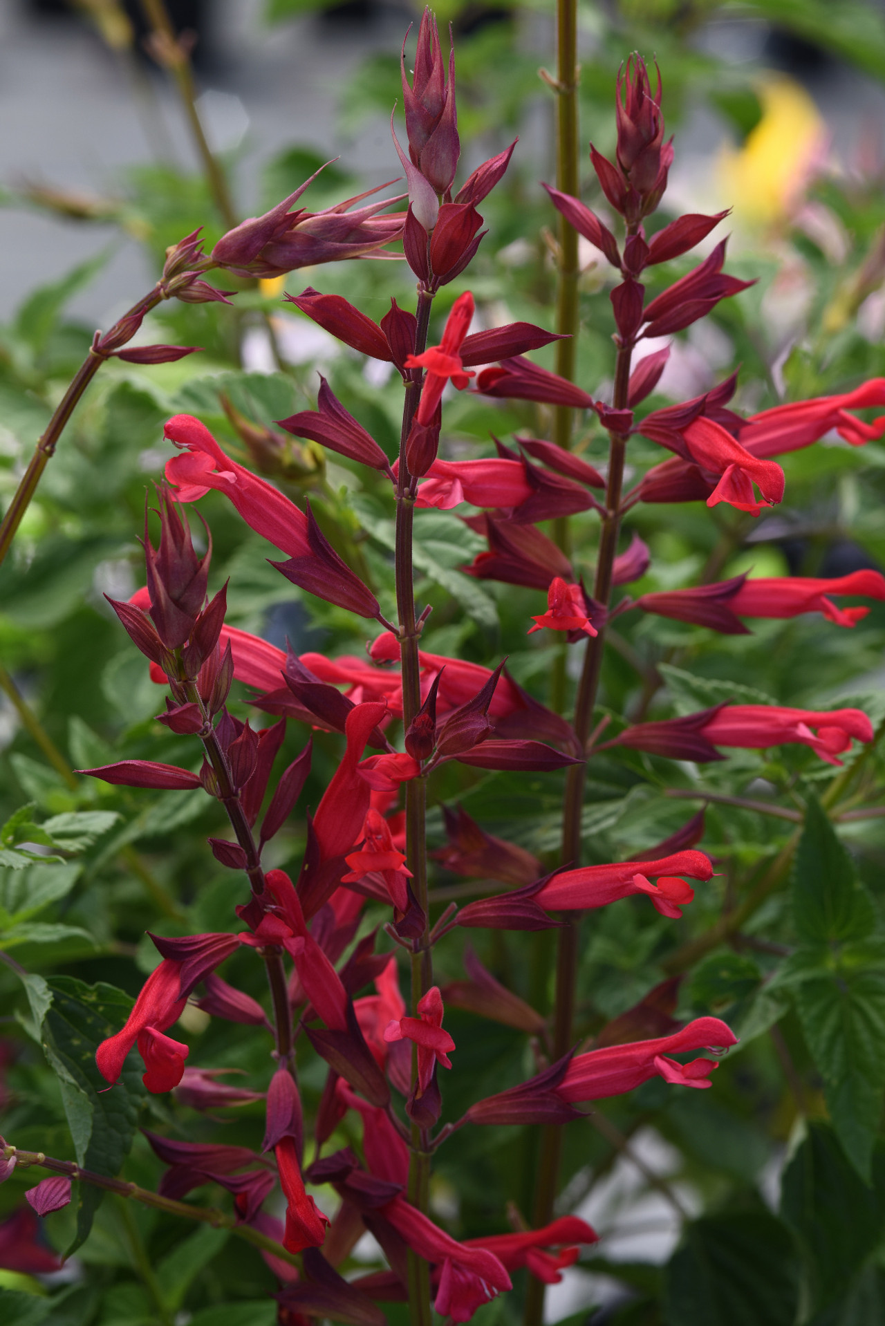 Salvia splendens 'Roman Red'