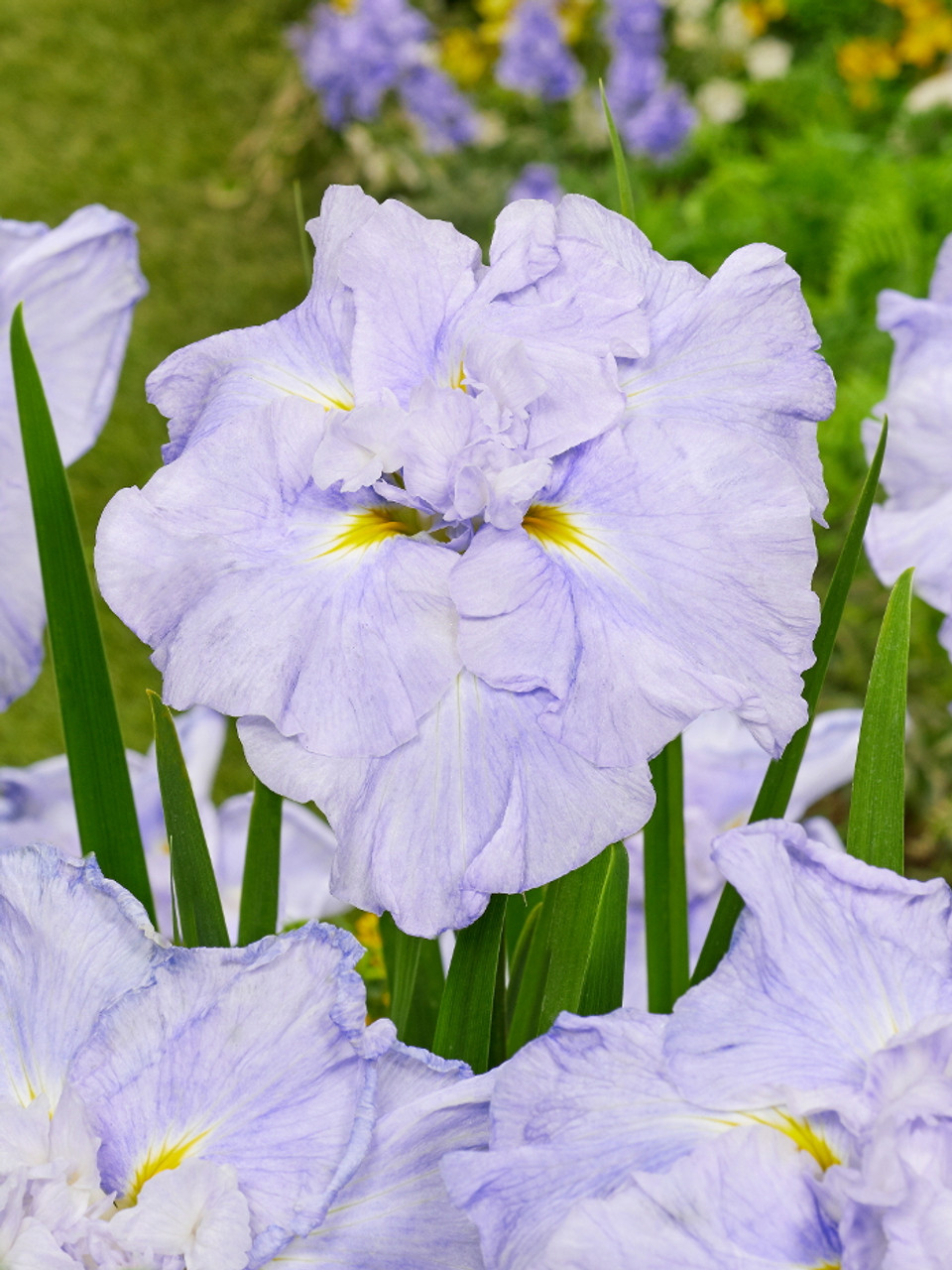 Iris ensata Dinner Plate™ 'Ice Cream