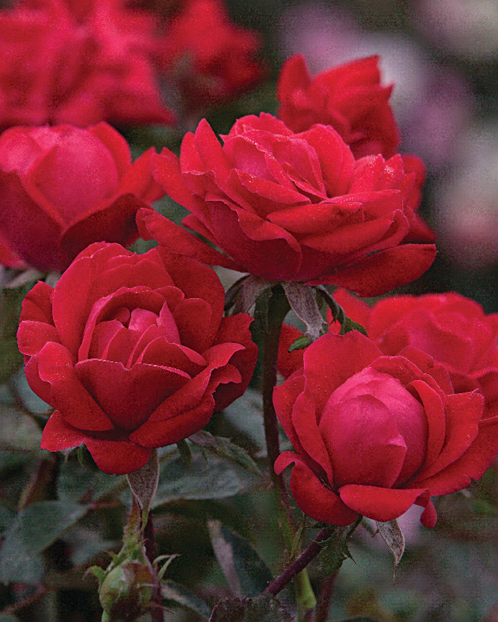 Pink Double Knock Out® — The Knock Out® Family of Roses