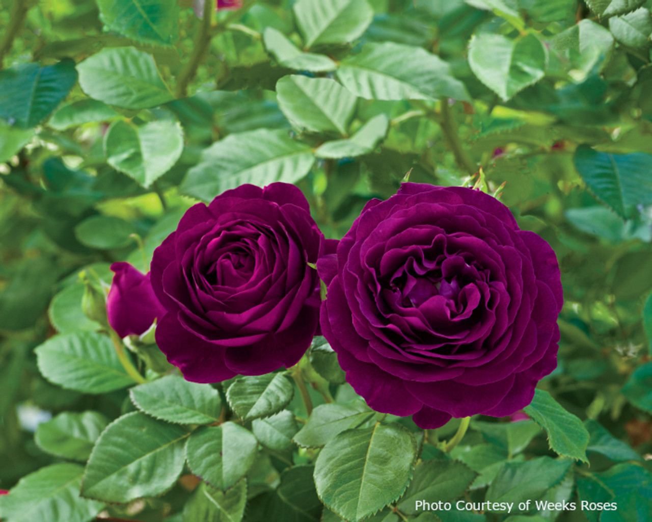 Twilight Roses