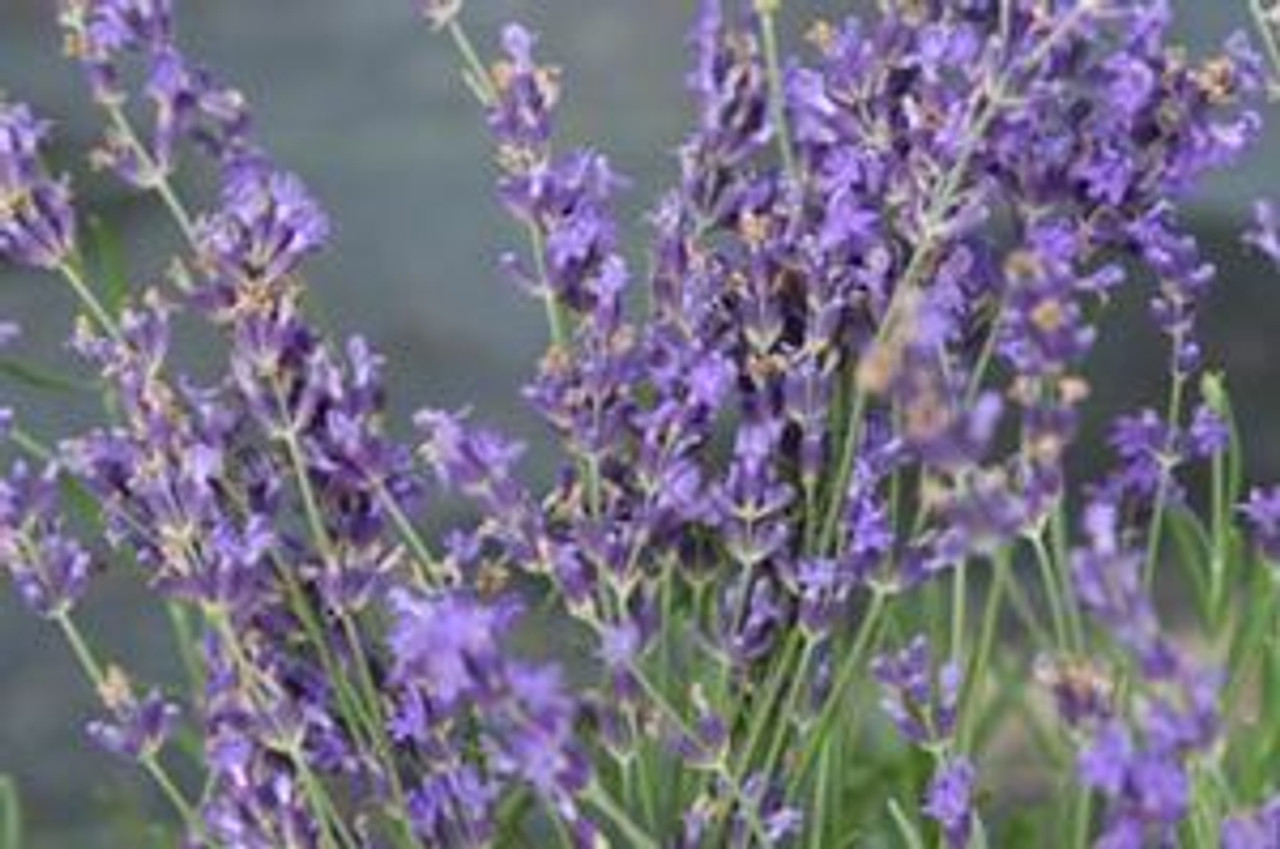 Munstead Lavender Herb Plant