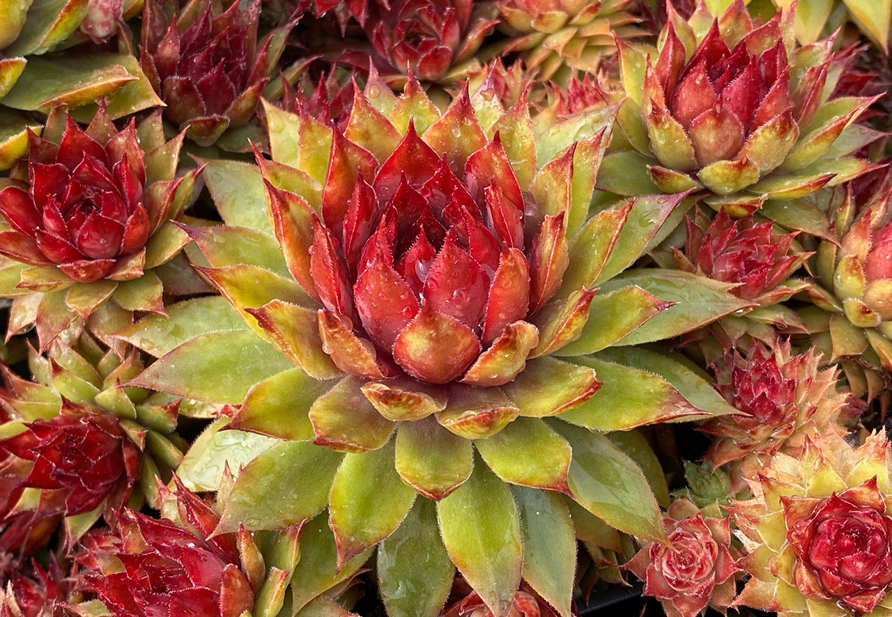 Photo of the leaves of Hen and Chick (Sempervivum 'Red Lion