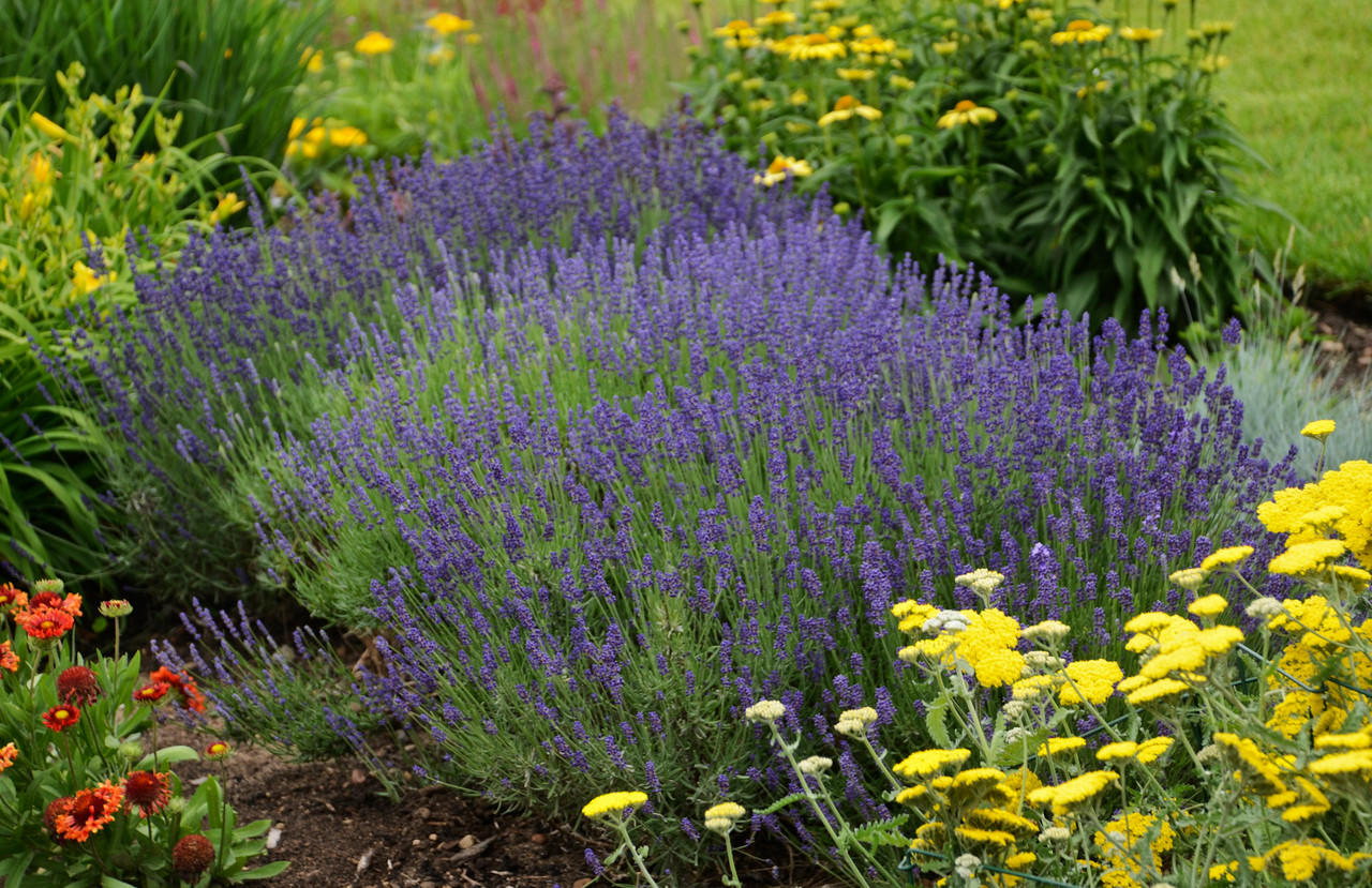 English Lavender (Lavandula) Hidcote Blue | Two Live Herb Plants | Non-GMO,  Perennial in Zones 5 to 8, Mosquito Repellent Plant