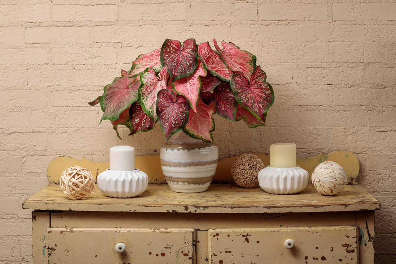 HEART TO HEART® 'Blushing Bride' Caladium - Garden Crossings