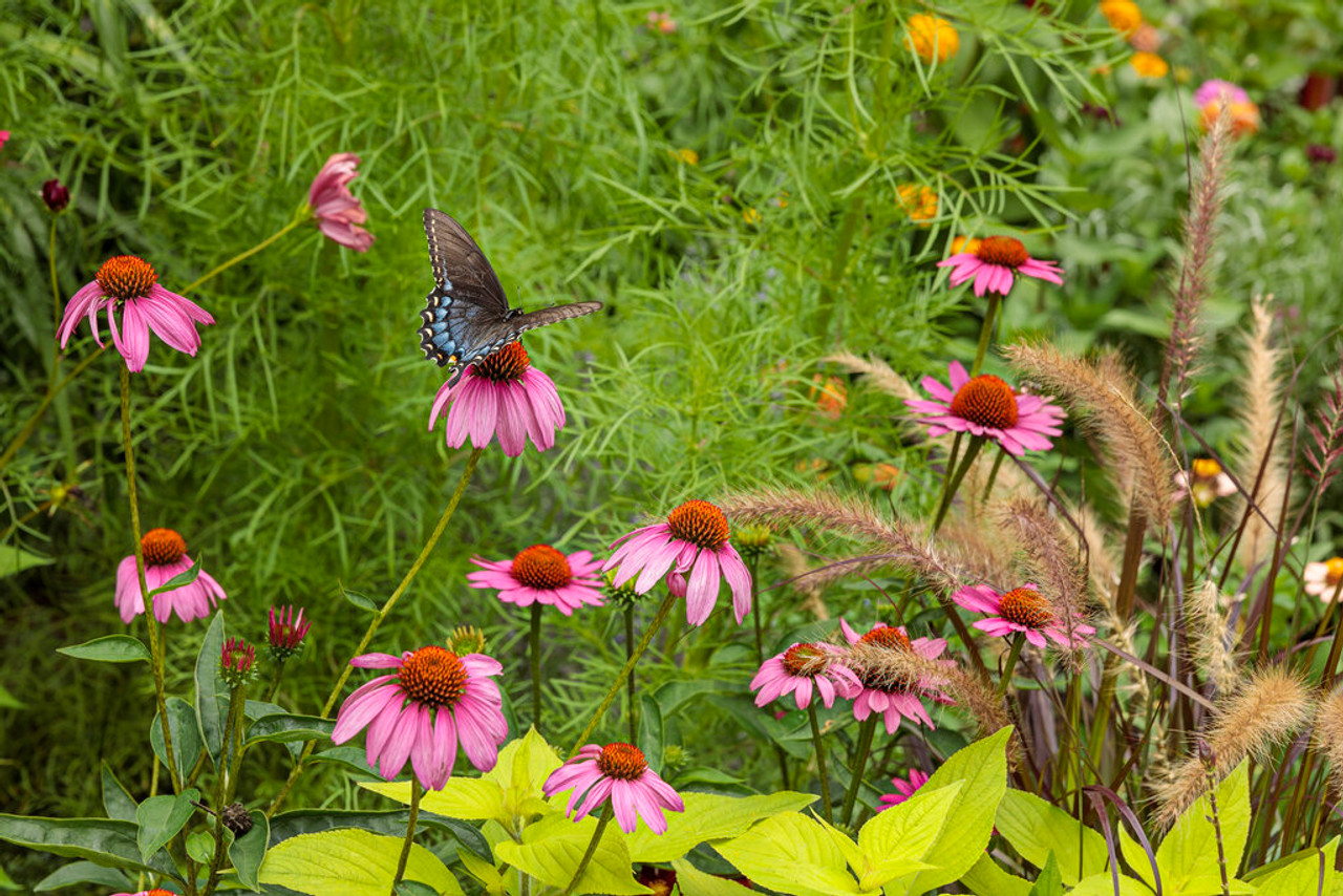 Echinacea COLOR CODED® 'The Fuchsia is Bright