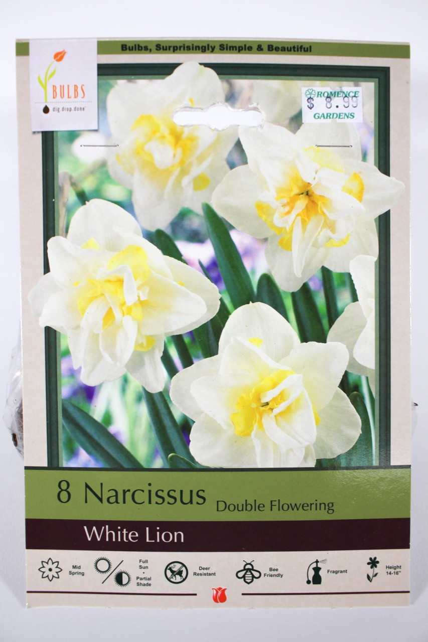 16 Daffodil Plant With Bulb