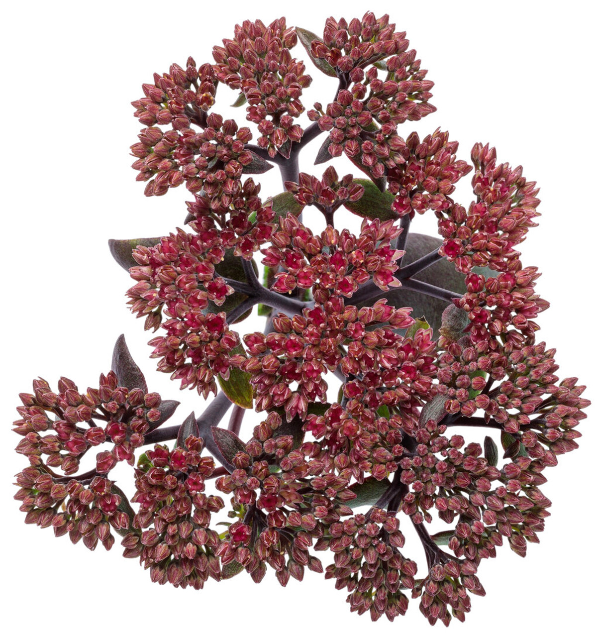 Sedum ROCK 'N GROW® 'Midnight Velvet