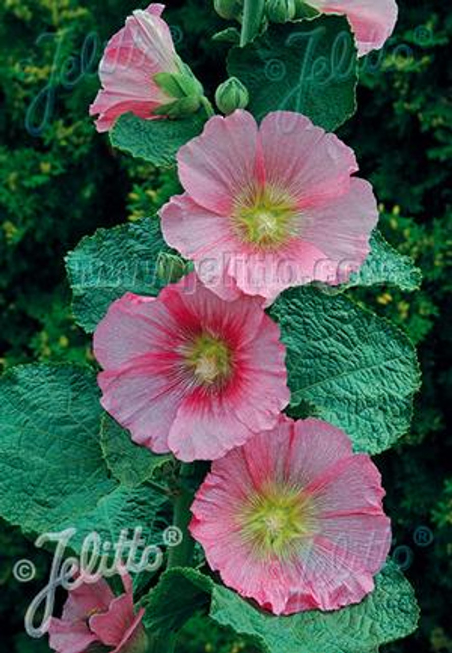 Alcea rosea 'Spotlight Radiant Rose