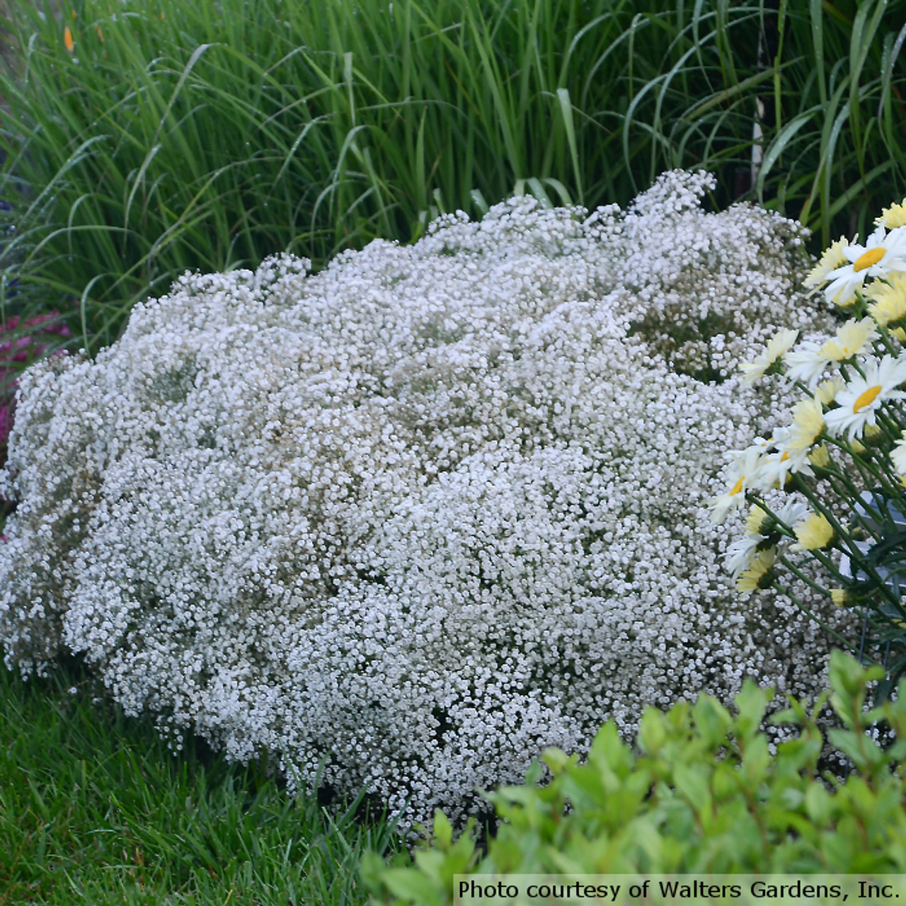 15pcs Faux Breath White Artificial Gypsophila Stem Baby's Breath