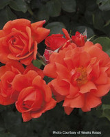 Rosa  'Above All™'