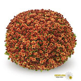 Chrysanthemum 'Belgian Mums® Jasoda Orange'