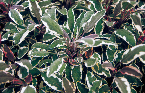 Sage 'Tricolor' (Herb)